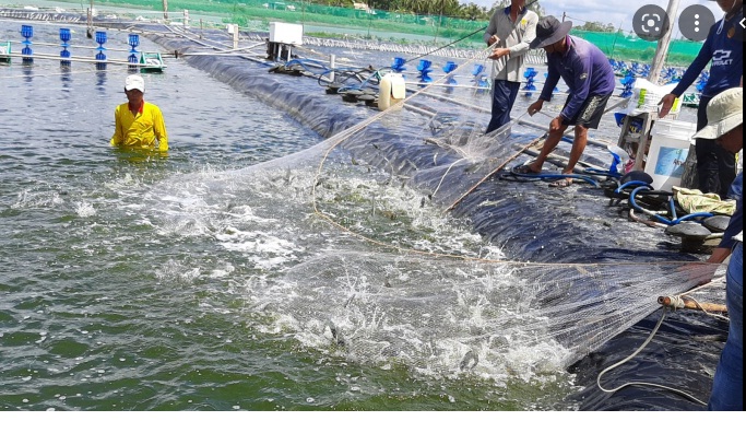 Giá tôm nguyên liệu tại một số nước cung cấp (tuần 10 - tuần 132022) 