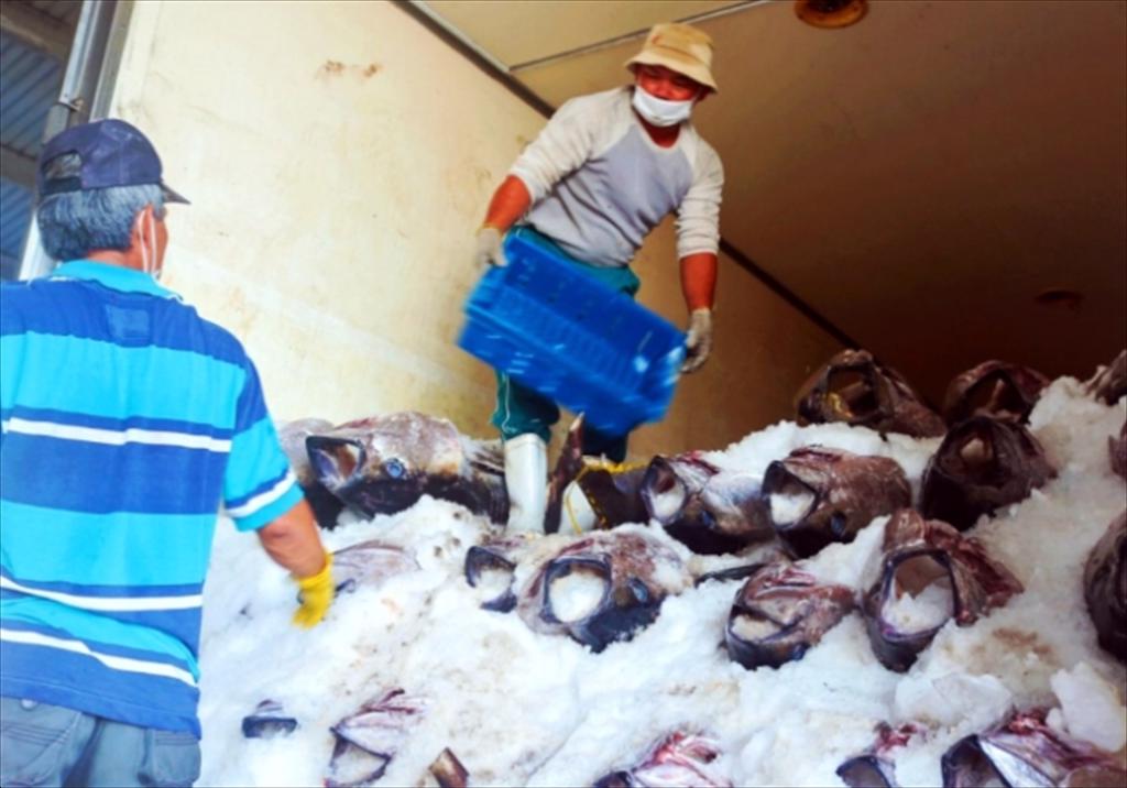 Doanh nghiệp đẩy mạnh thu mua cá ngừ phục vụ xuất khẩu