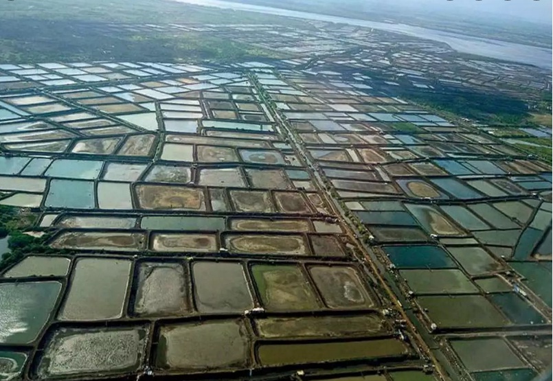 Giá tôm nguyên liệu tại một số nước cung cấp (tuần 13-tuần 172022) 