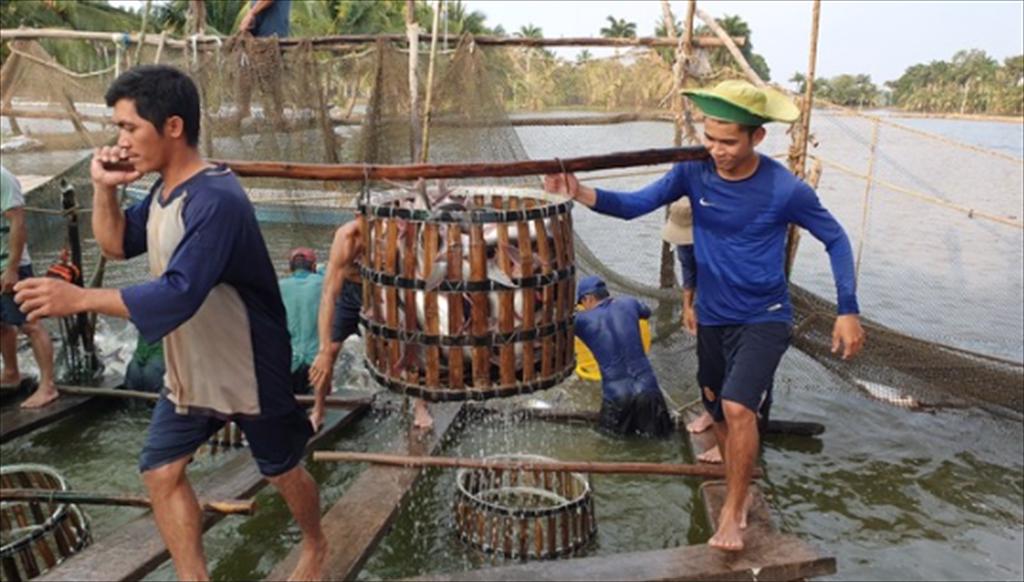 Giữ giá cá tra, sản lượng nuôi cá bao nhiêu là đủ