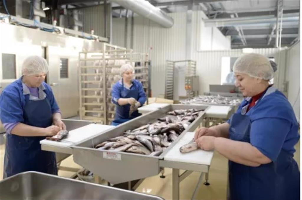 Phân khúc chế biến sâu tiếp tục phát triển trong sản xuất cá ở Nga