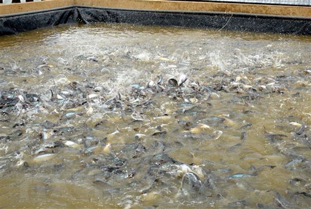 Đồng Tháp Hình thành vùng sản xuất chuyên canh nuôi cá tra quy mô lớn