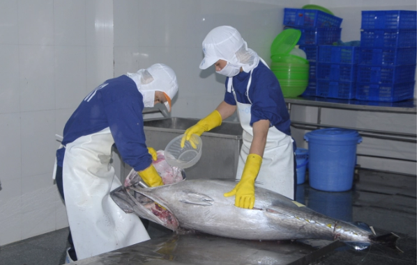 Công nghệ tạo bọt khí nano bảo quản cá ngừ đại dương