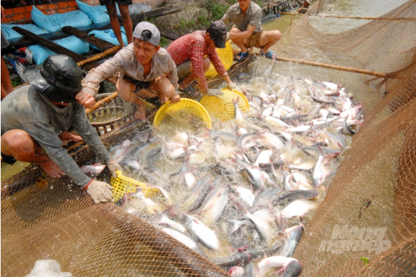 An Giang - Đồng Tháp bắt tay nâng tầm thương hiệu cá tra Việt Nam