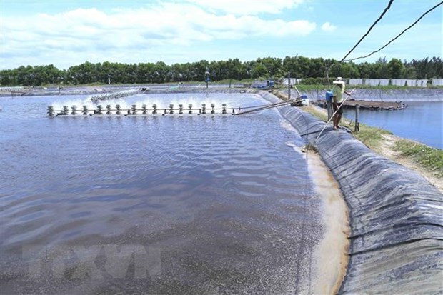 Tiền Giang Nông dân phấn khởi vì tôm nguyên liệu được giá