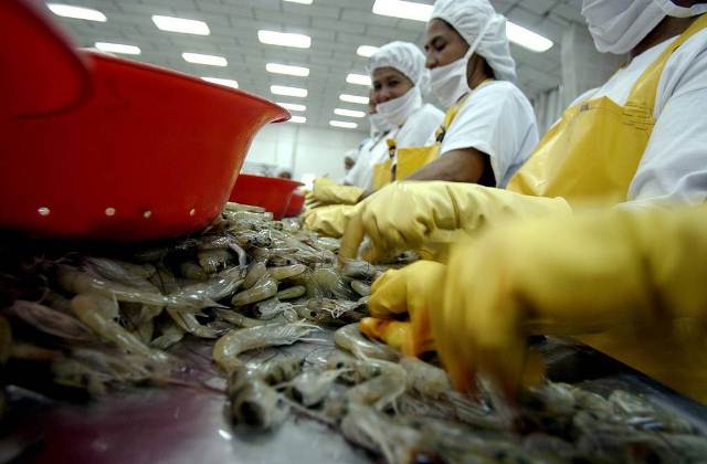 Xuất khẩu tôm Ecuador sang Trung Quốc “bớt nóng” trong tháng 4 năm nay 