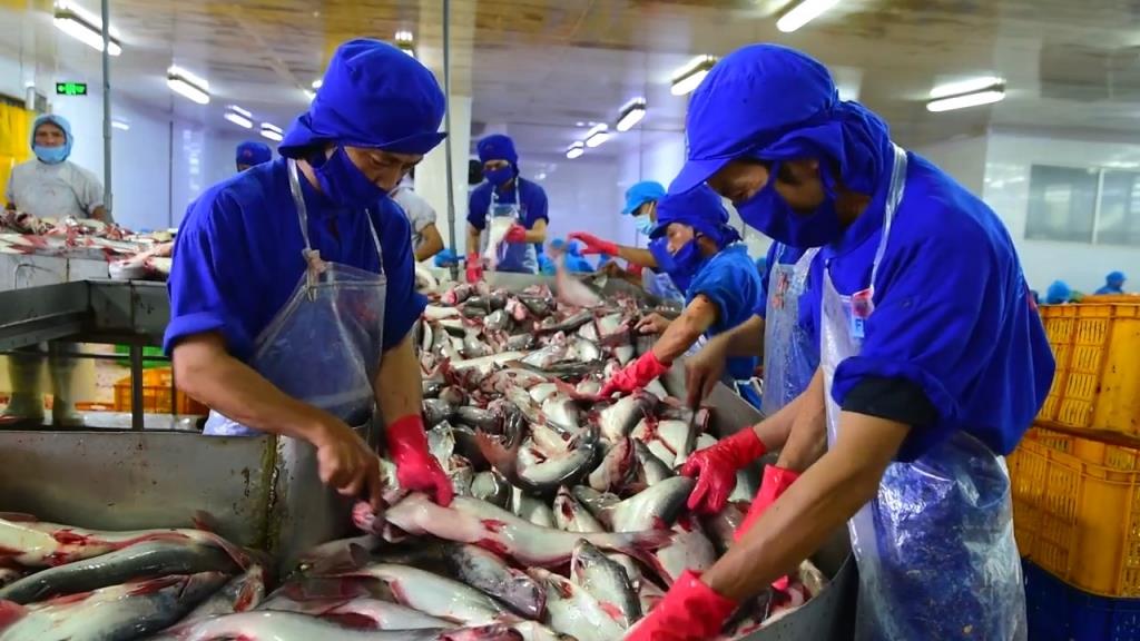 Nhiều doanh nghiệp cá tra đẩy mạnh xuất cá tra sang Mexico