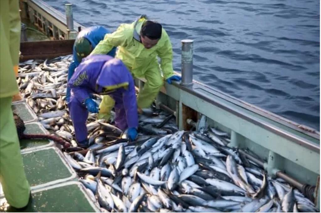 Tiêu thụ thủy sản của Nhật Bản giảm trong năm 2021