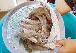 Giá tôm nguyên liệu tại một số nước cung cấp (tuần 19 – tuần 232022) 