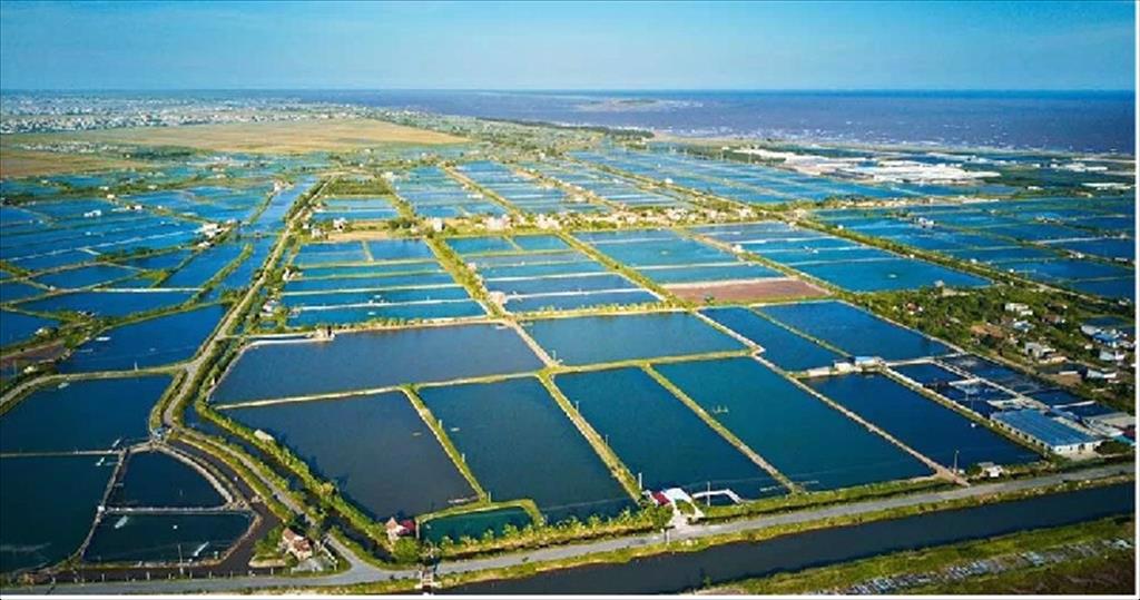 Giá tôm nguyên liệu tại một số nước cung cấp (tuần 24 - 282022) 