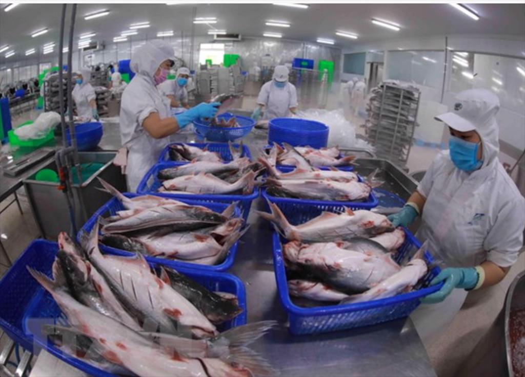 Loạt doanh nghiệp cá tra ghi nhận lãi “khủng” nhờ chu kỳ tăng giá