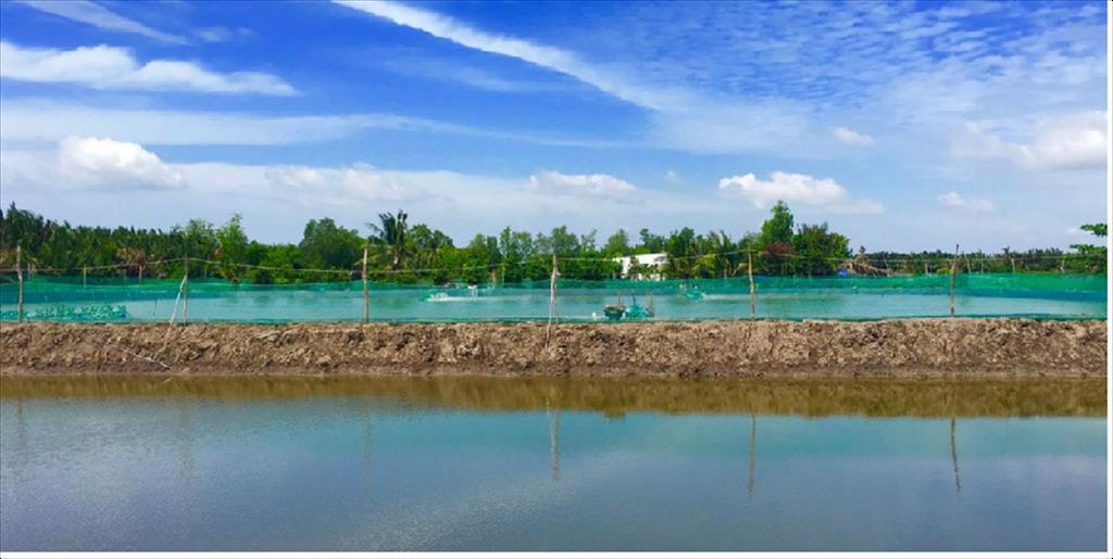 Giá tôm nguyên liệu tại một số nước cung cấp (tuần 26 - 302022) 