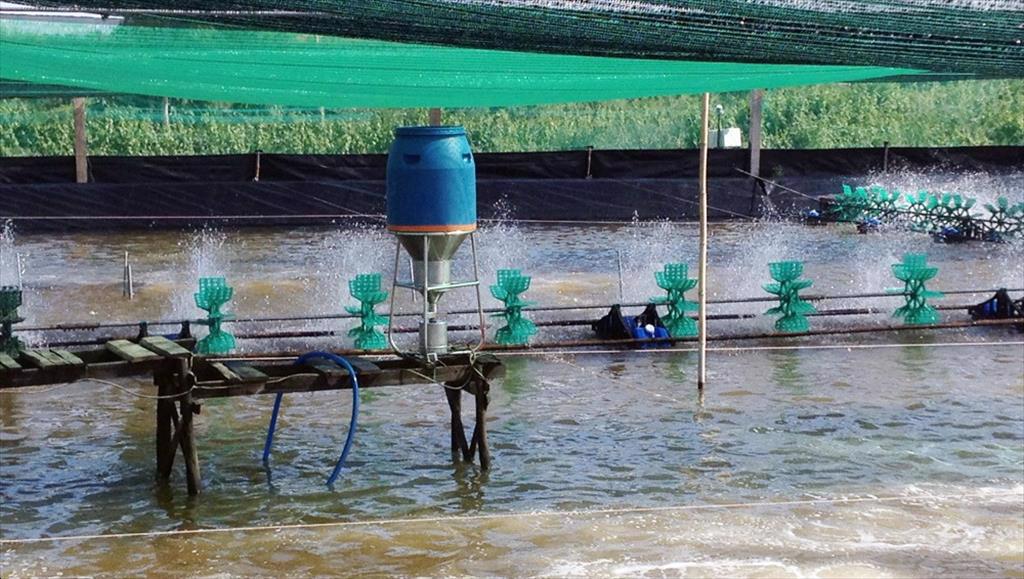 Máy cho ăn tự động giải bài toán lao động ngành tôm