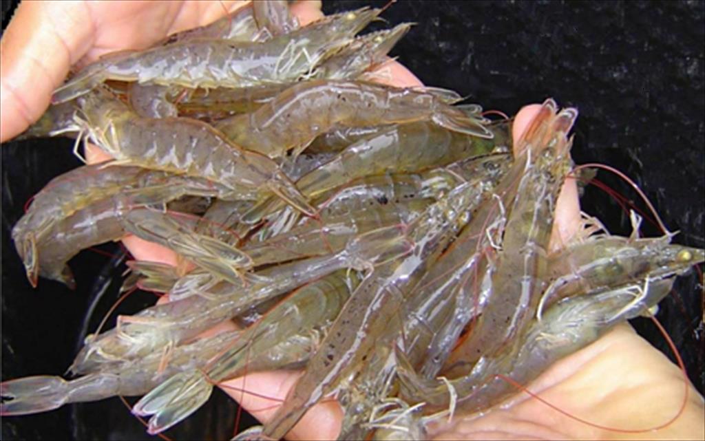 Nuôi tôm công nghệ cao không gây hại môi trường