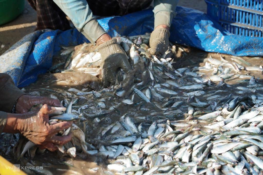 Giá phi lê cá trích Biển Bắc tăng mạnh trong tháng 72022