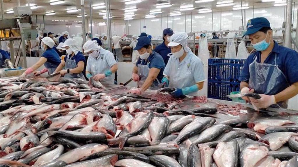 Doanh thu tháng 7 của Vĩnh Hoàn đạt gần 1200 tỷ xuất khẩu cá tra hồi phục so với tháng trước
