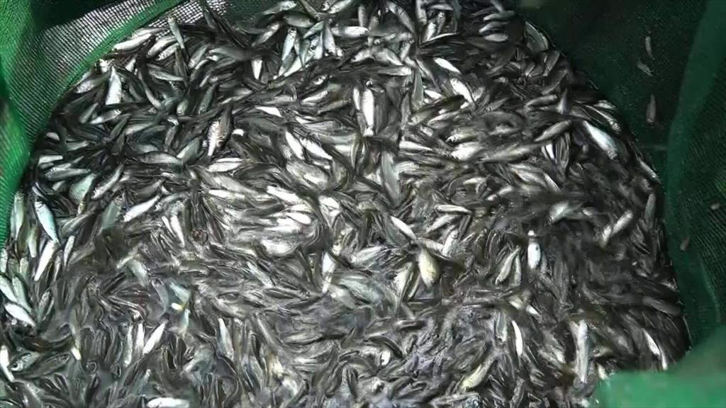 Nuôi cá linh lãi 60 triệu đồng một tháng