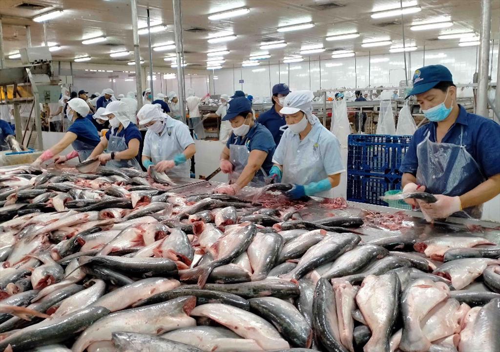 SSI Research ANV xuất khẩu cá tra sang Mỹ kết quả kinh doanh dự kiến tiếp tục lập đỉnh