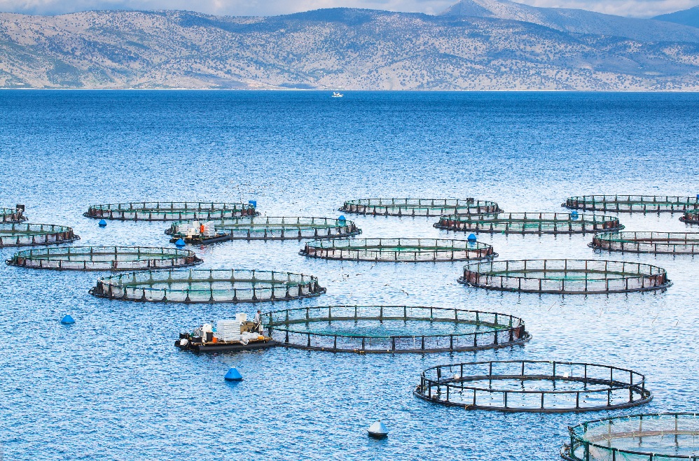 FAO Nuôi trồng thủy sản phát triển thúc đẩy sản lượng lên mức cao kỷ lục