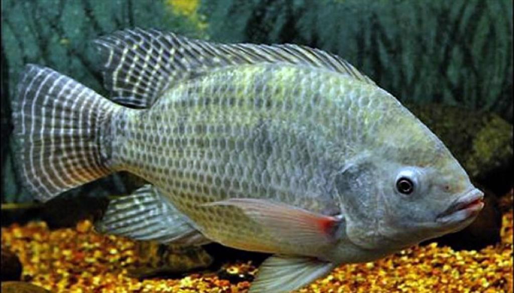 Giá cá rô phi Trung Quốc tại thị trường Mỹ giảm 