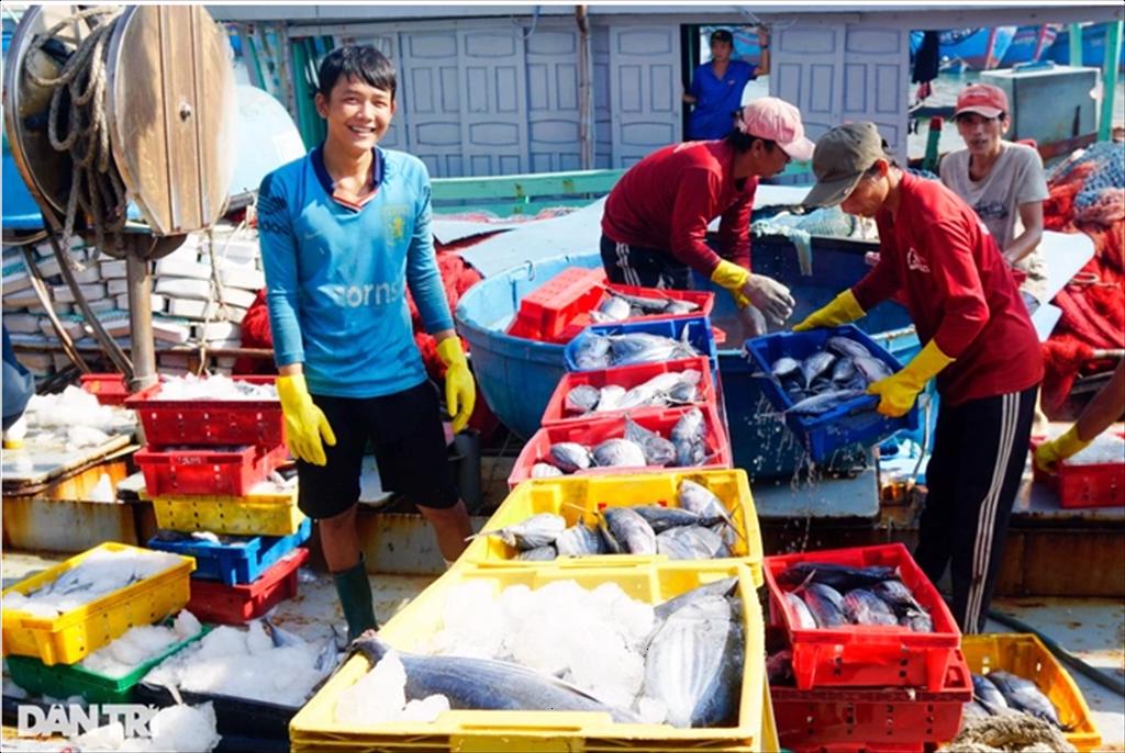 Tàu đánh cá ngừ gặp hên, ngư dân thu hàng tỷ đồng dịp Tết độc lập