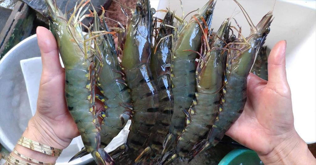 Tổng cục trưởng Tổng cục Thủy sản 5h sáng nông dân nuôi tôm đã xôn xao giá cả trên Zalo