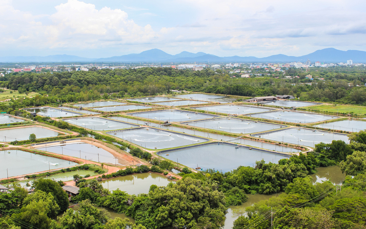 Giá tôm nguyên liệu tại một số nước cung cấp (tuần 33 - 362022) 