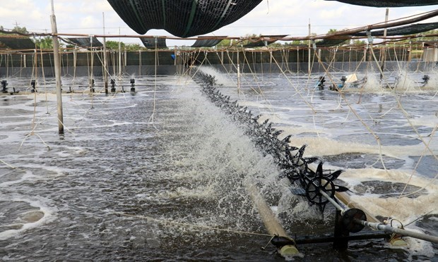 Bà Rịa-Vũng Tàu Tăng năng suất nuôi thủy sản nhờ công nghệ cao