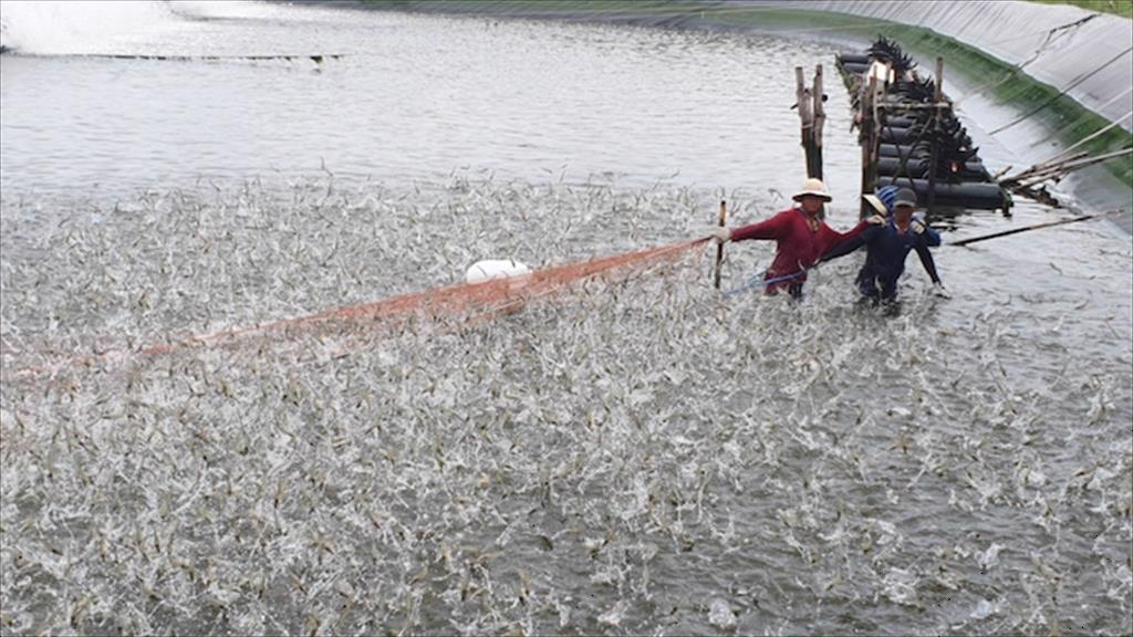 Đưa thuỷ sản Việt Nam lên tốp đầu thế giới thấy gì từ trường hợp của ngành tôm