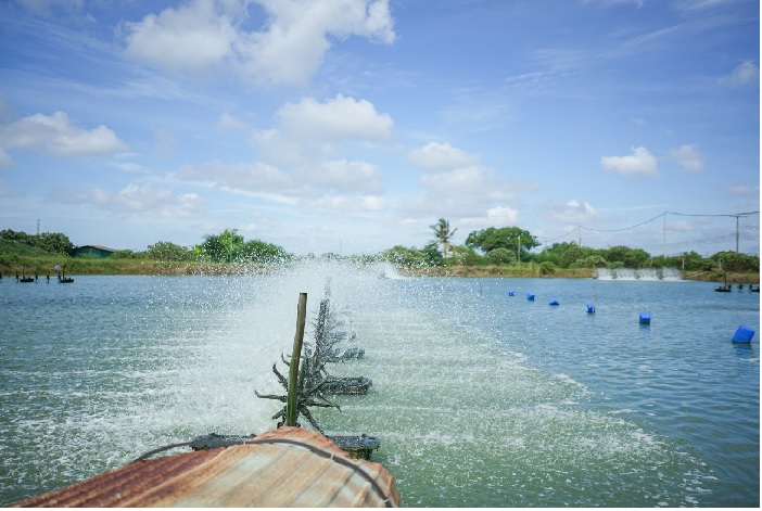 Giá tôm nguyên liệu tại một số nước cung cấp (tuần 37 - 412022) 