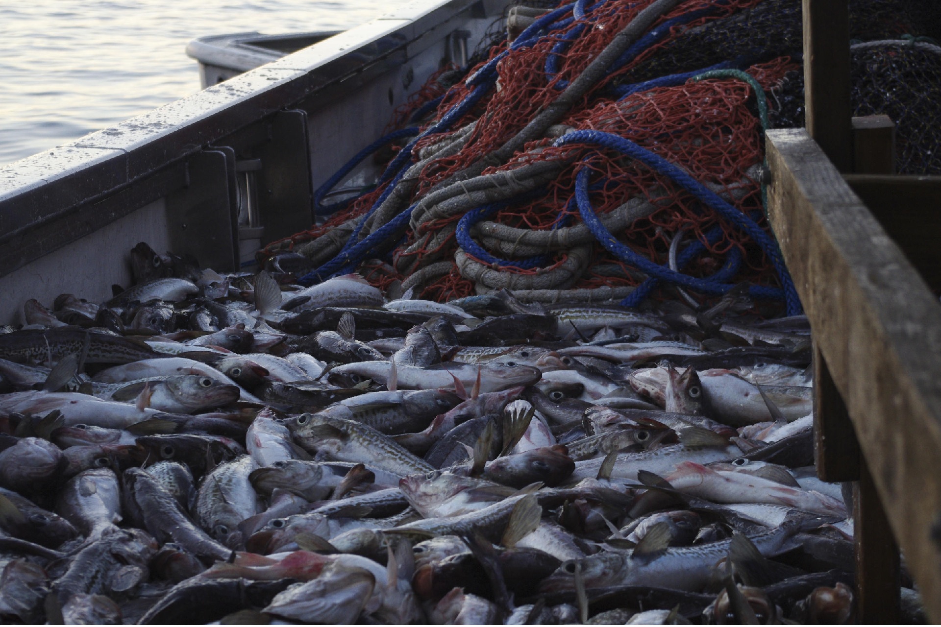 Nga tăng TAC cá minh thái biển Bering năm 2023 