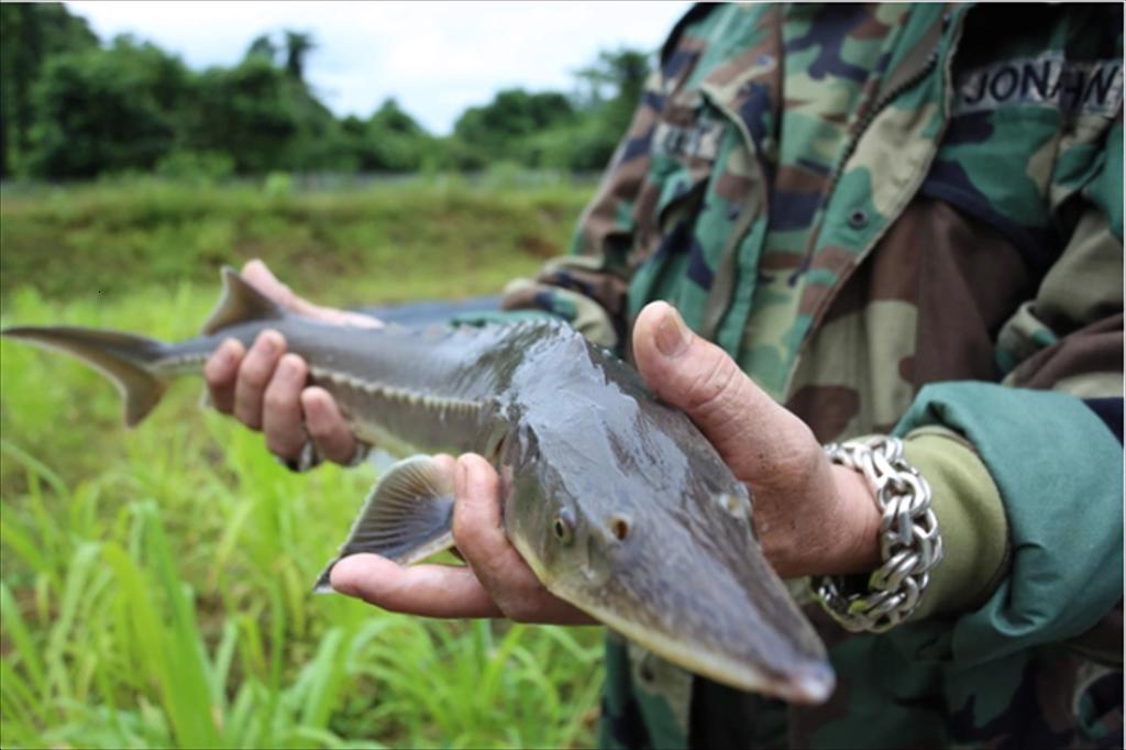 Nuôi thành công ‘cá nước lạnh’ ở vùng ‘chảo lửa’ Hà Tĩnh