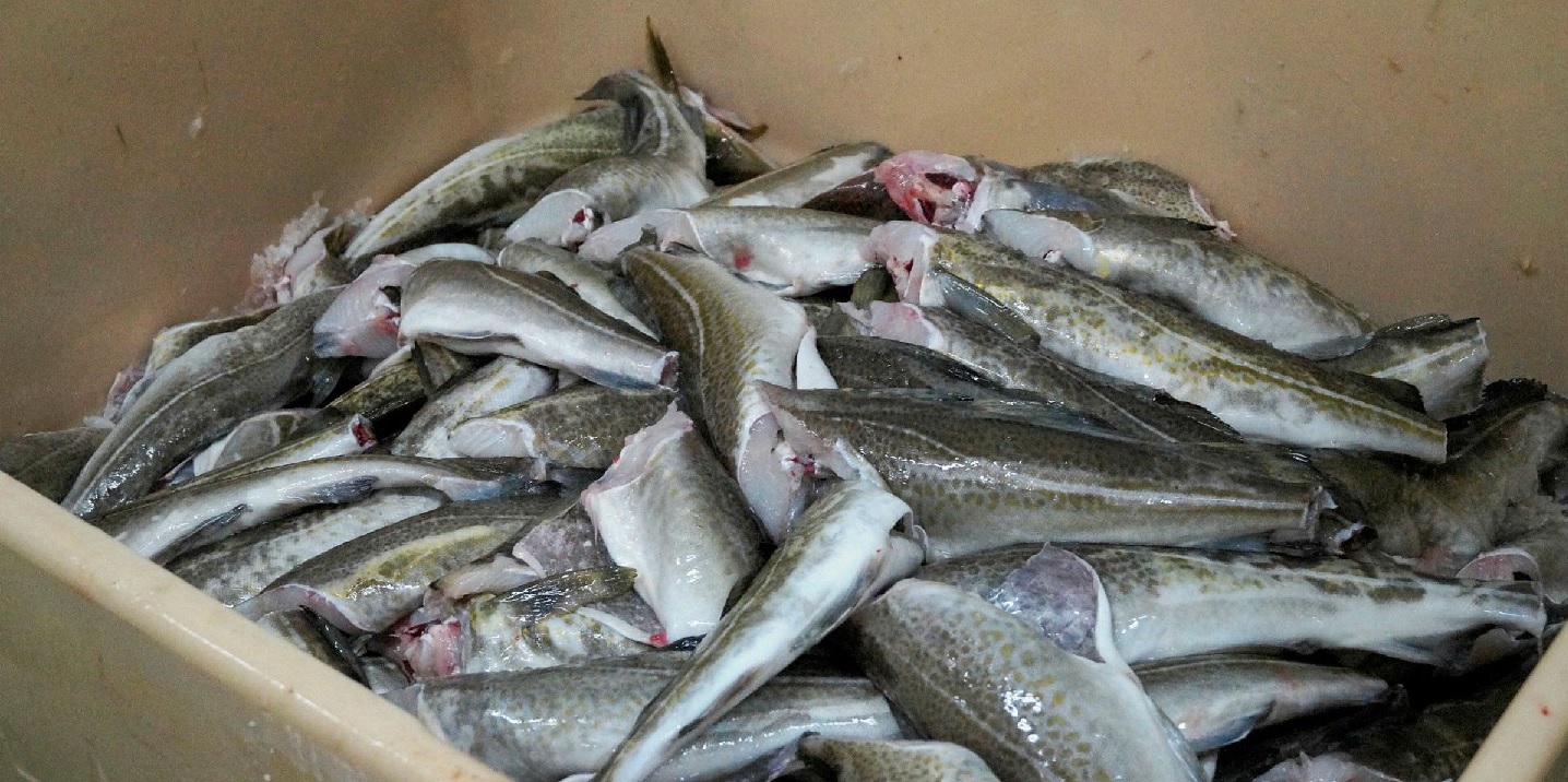 Giá cá minh thái HG của Nga trong tháng 102022 đạt kỷ lục