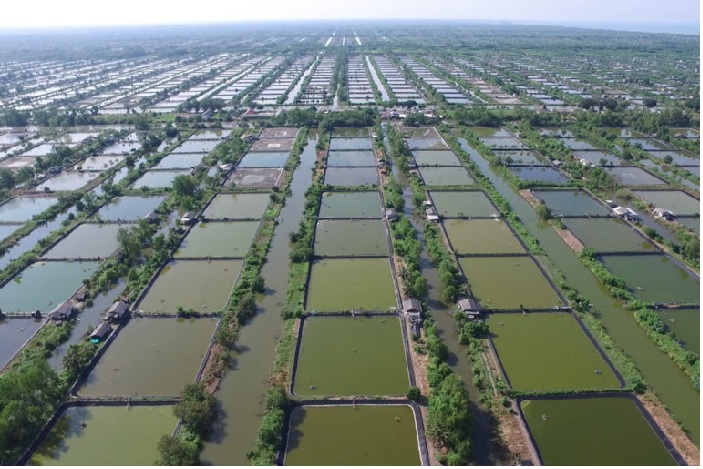 Giá tôm nguyên liệu tại một số nước cung cấp (tuần 42 - 462022) 