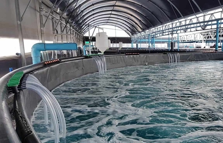 Bà Rịa-Vũng Tàu ưu tiên phát triển nuôi trồng thủy sản ứng dụng công nghệ cao