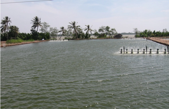 Ngành nuôi trồng thủy sản đang đứng trước nguy cơ treo ao