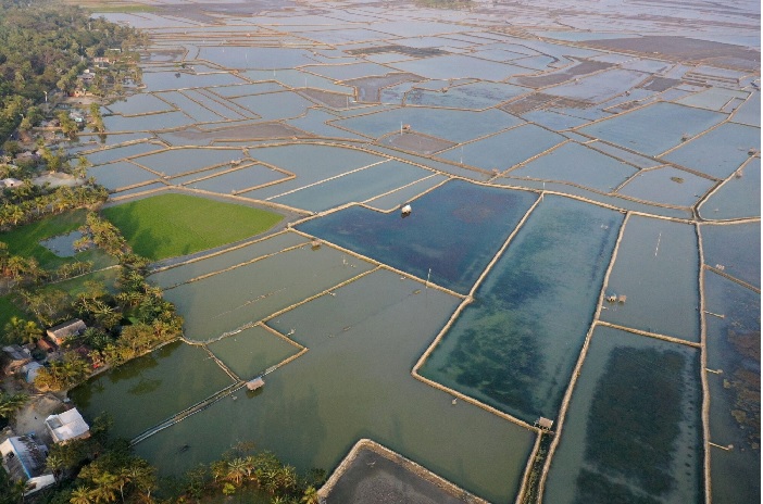 Giá tôm nguyên liệu tại một số nước cung cấp (tuần 46 - 512022) 