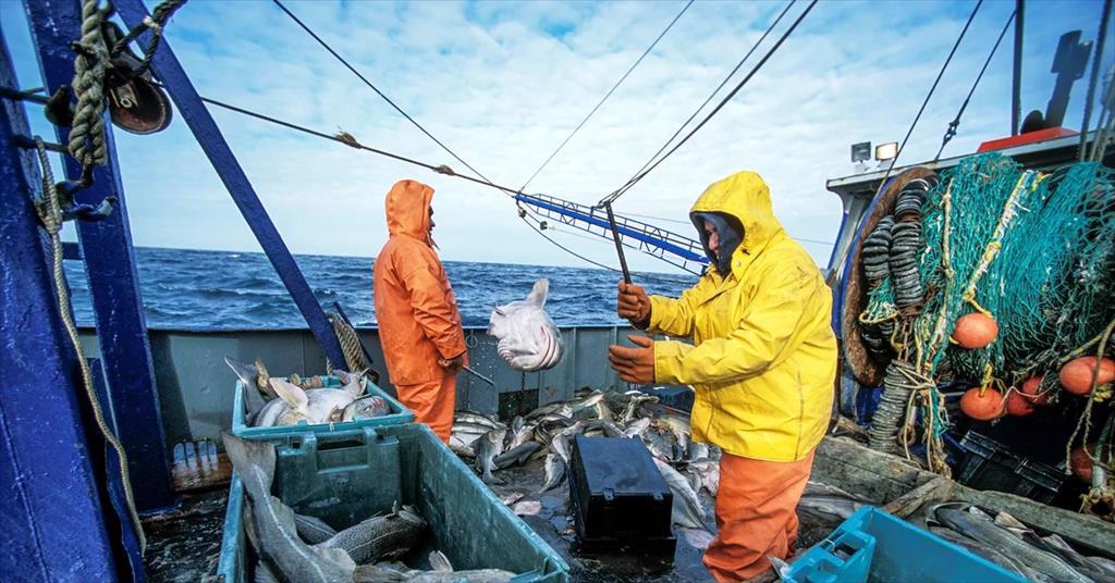 New England xây dựng lại kế hoạch khai thác cá tuyết 