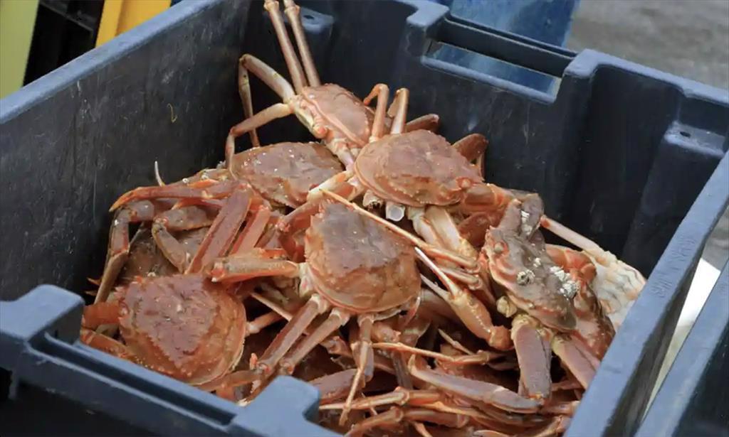 Số lượng cua tuyết Alaska giảm do nhiệt độ biển Bering tăng