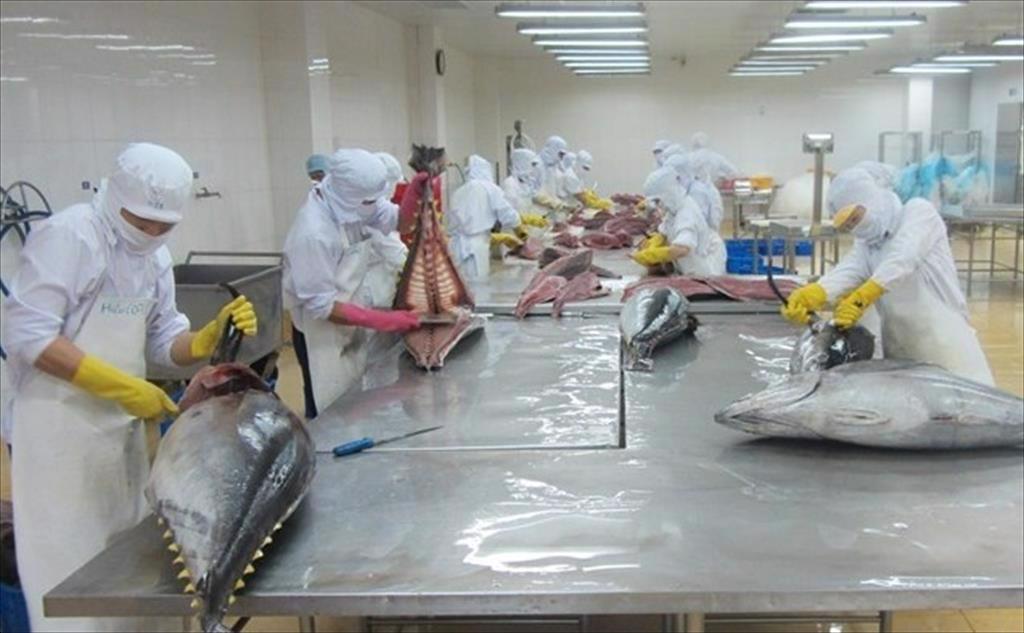 Infographic Xuất khẩu cá ngừ Việt Nam năm 2022