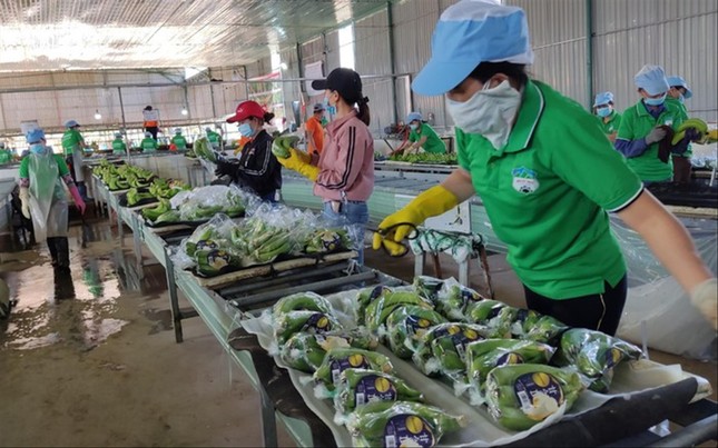 Xuất khẩu nông sản 2023 Kỳ vọng những mặt hàng chủ lực