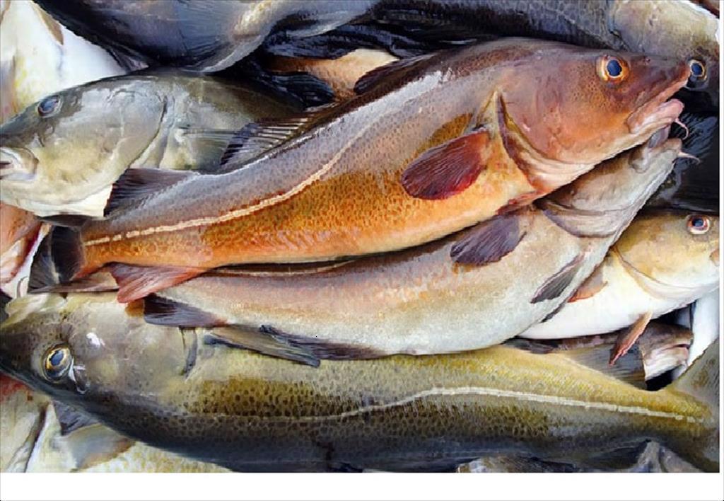 Lần đầu tiên sau 26 năm, nguồn cung cá tuyết Đại Tây Dương giảm xuống dưới 1 triệu tấn