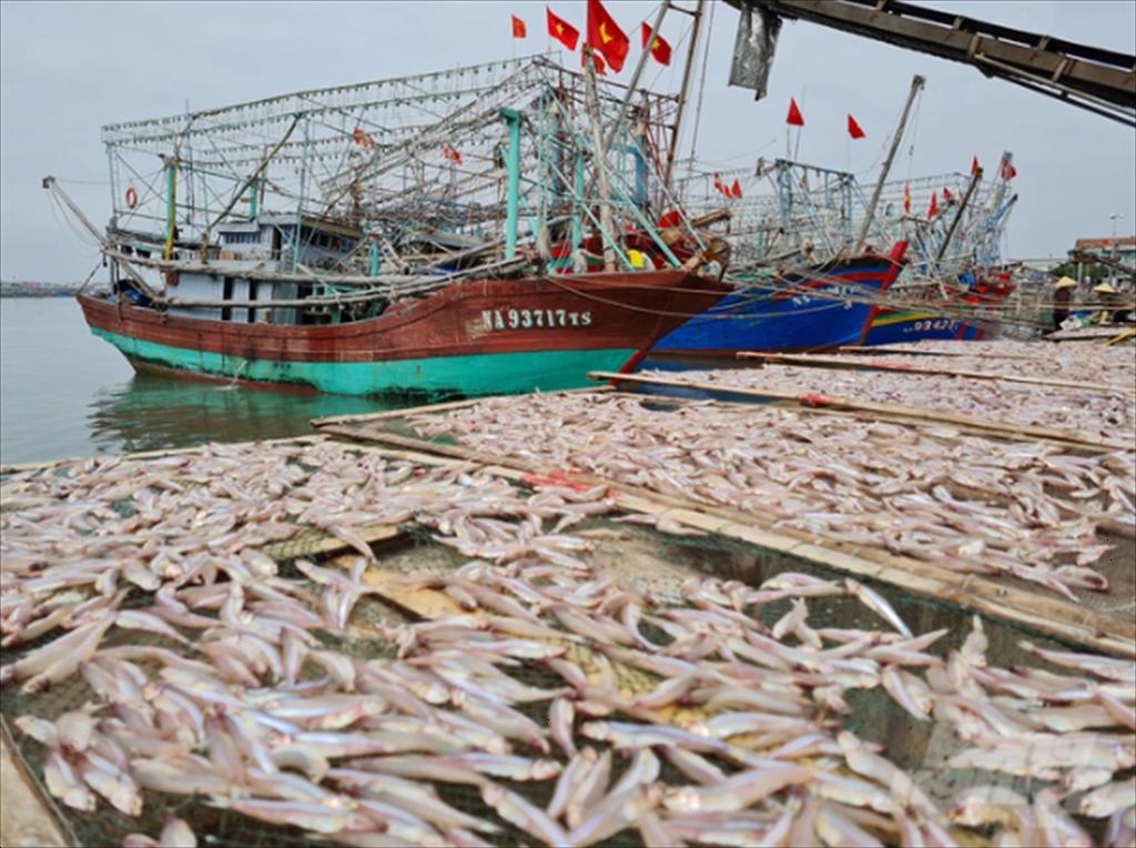 Thủy sản Nghệ An chuẩn bị kỹ lưỡng cho lần làm việc thứ 4 của EC