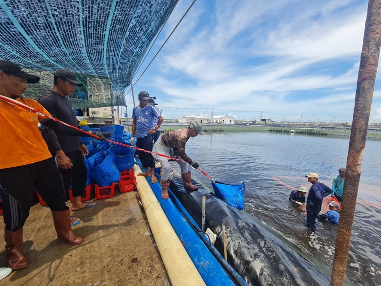 Nâng cao giá trị sản phẩm thương hiệu “Tôm Trà Vinh”