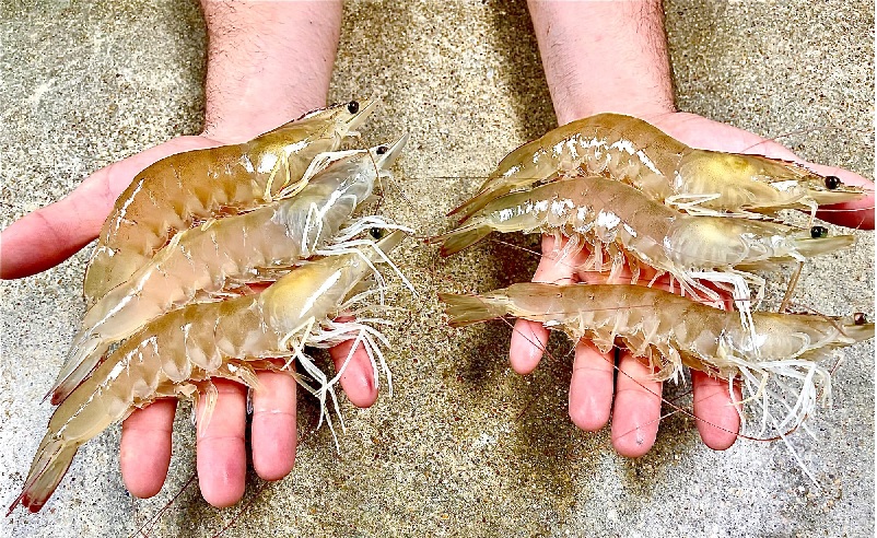 Giá tôm nguyên liệu tại một số nước cung cấp (tuần 2-62023) 