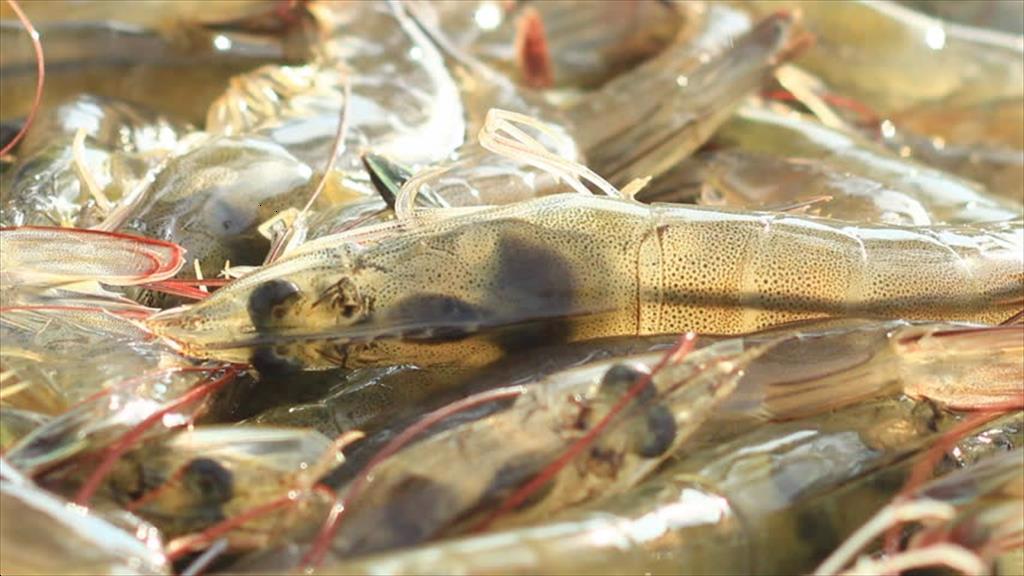 Giá tôm nguyên liệu tại một số nước cung cấp (tuần 3-72023)