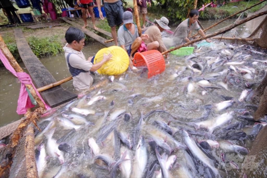 Giá cá tra có thể đạt 35.000 đồngkg, doanh nghiệp đói nguyên liệu