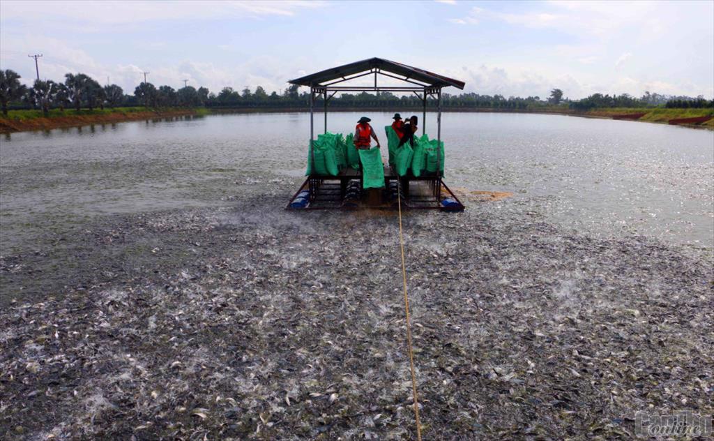 Người nuôi cá tra đạt lợi nhuận khoảng 1.000 đồngkg