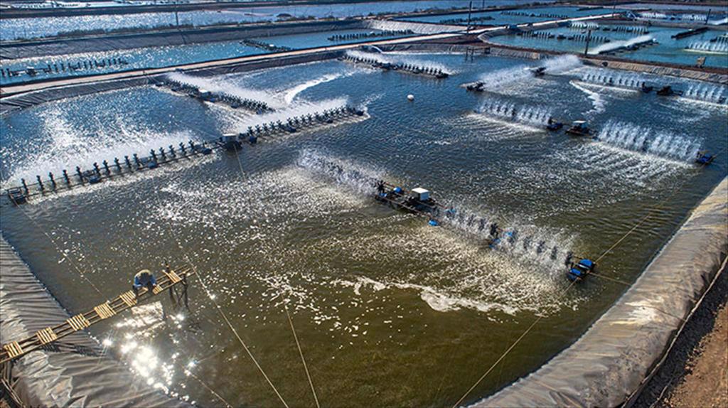 Kì vọng vụ nuôi mới