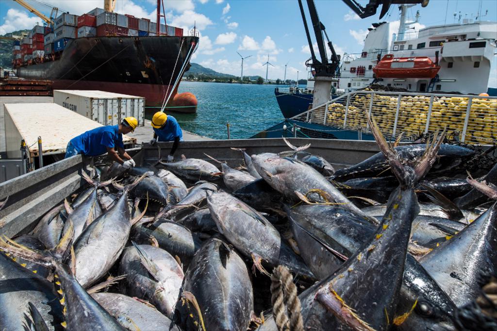 Giá cá ngừ vây vàng tại EU vẫn ổn định